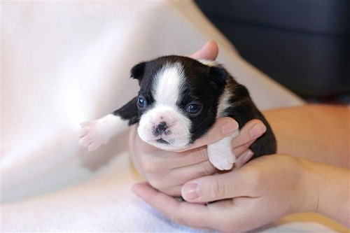 New Born Boston Terrier Puppy In Hands