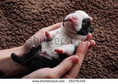 New Born Boston Terrier Puppy In Human Hands