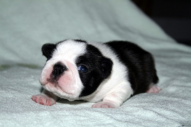 New Born Boston Terrier Puppy
