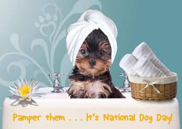 Pamper Them It's National Dog Day