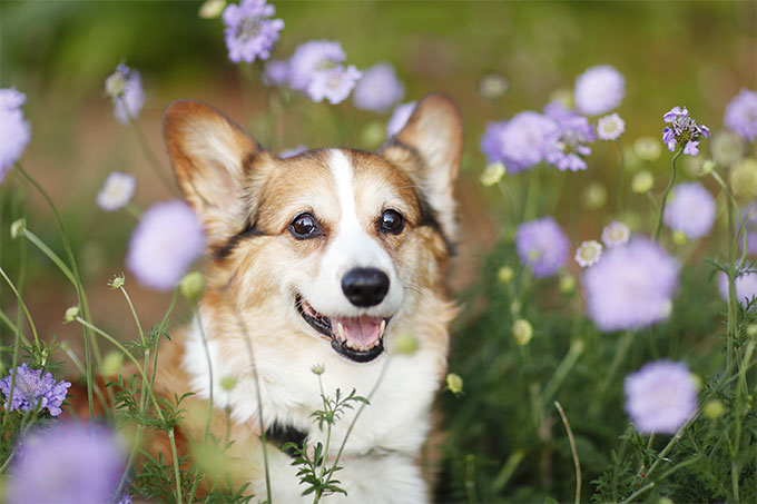 Pembroke Welsh Corgi Dog Sitting In Flowers Field