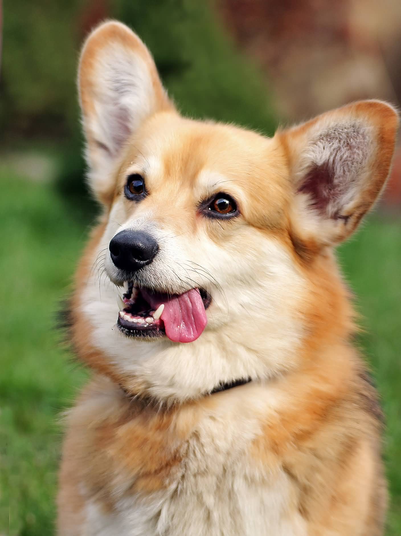 Pembroke Welsh Corgi Dog With Tongue Out Picture