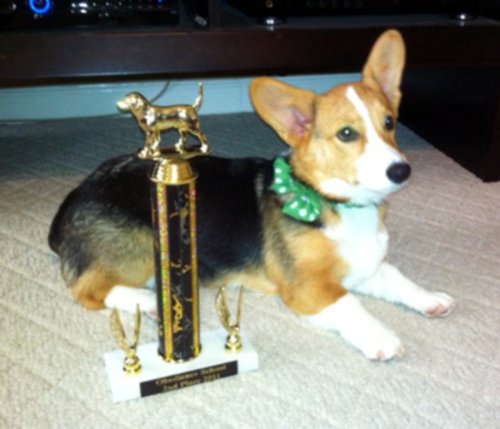 Pembroke Welsh Corgi Dog With Trophy