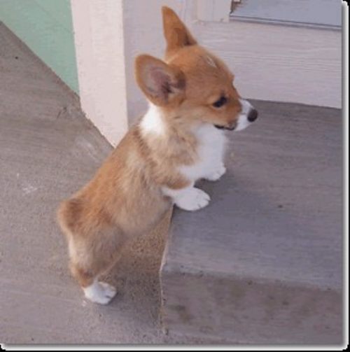 Pembroke Welsh Corgi Puppy Trying To Step Up
