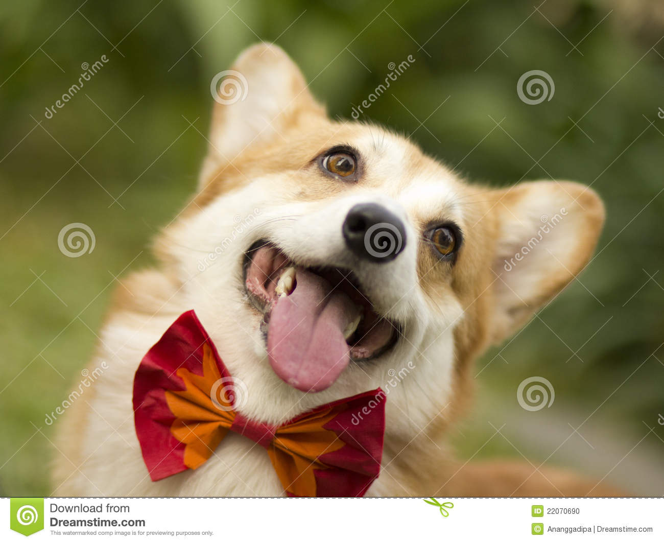 Pembroke Welsh Corgi With A Butterfly Bow Tie