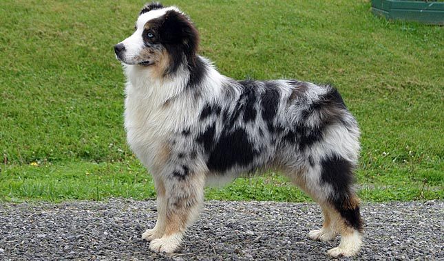 Side View Of Black Spotted Australian Shepherd Dog Picture