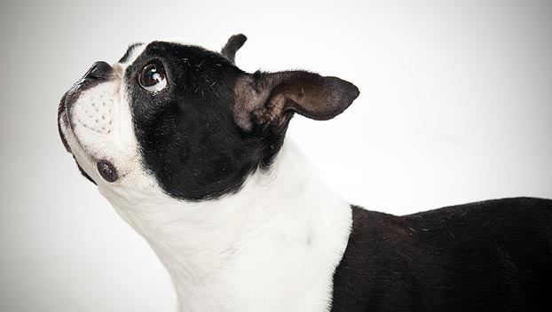 Side View Of Boston Terrier Dog Picture