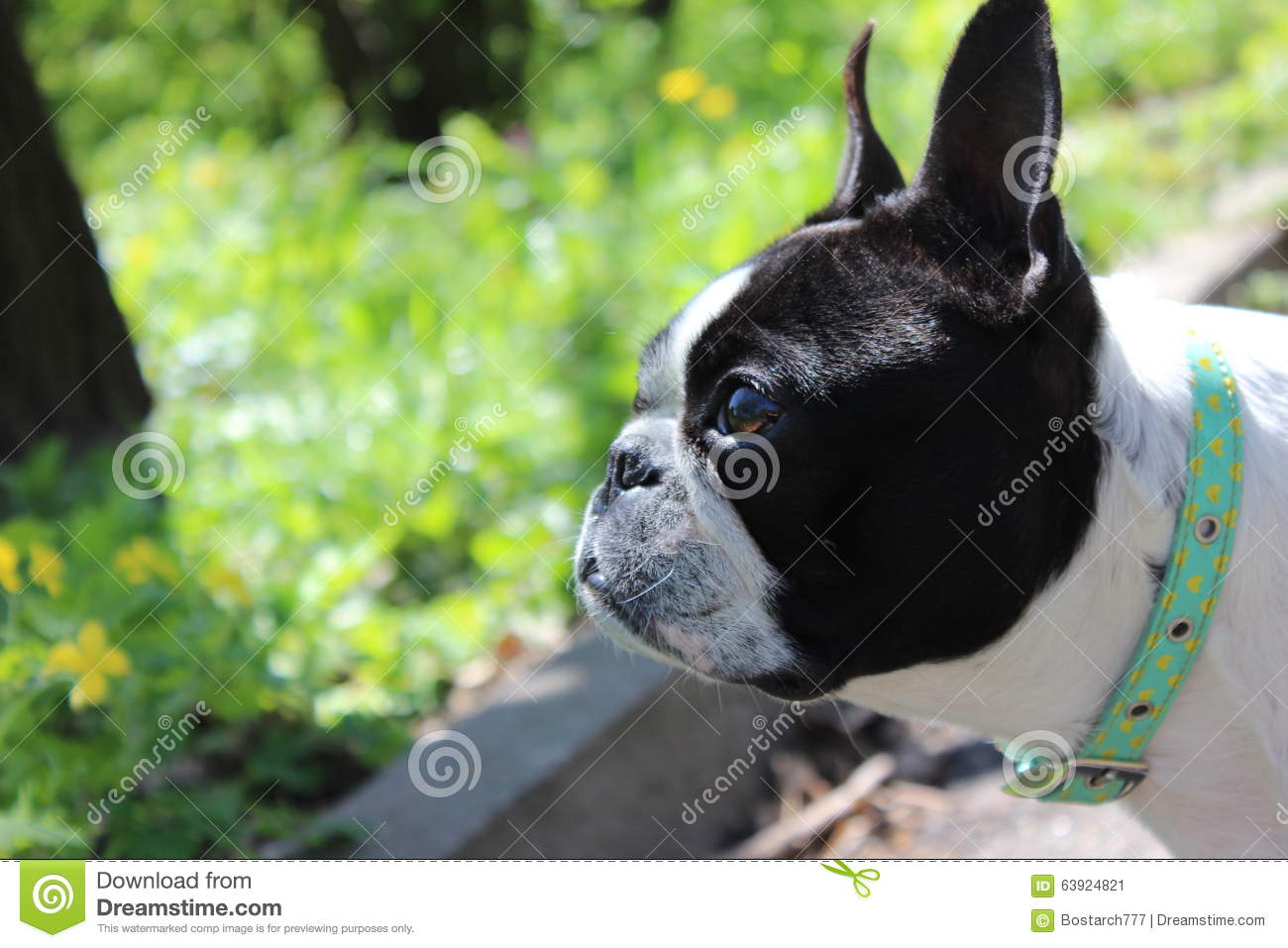 Side View Of Boston Terrier Dog