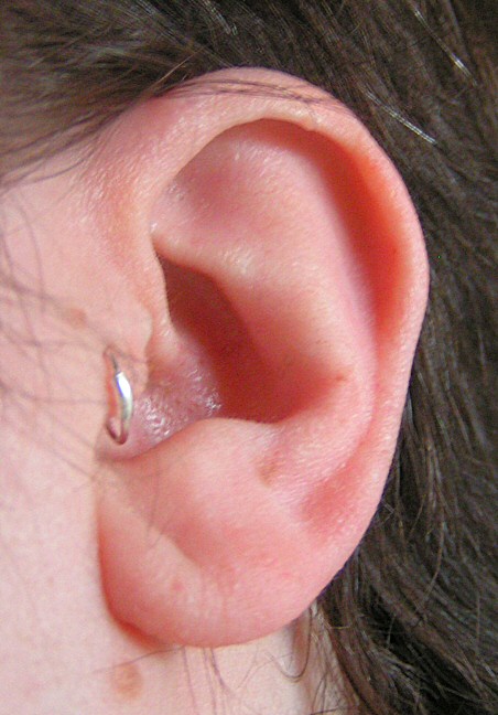 Silver Ring Tragus Piercing On Left Ear