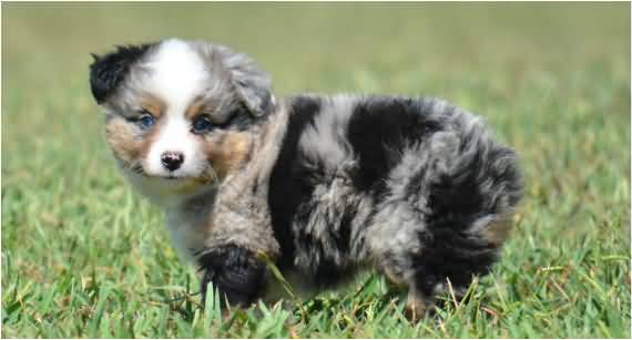 Sweet Little Australian Shepherd Puppy