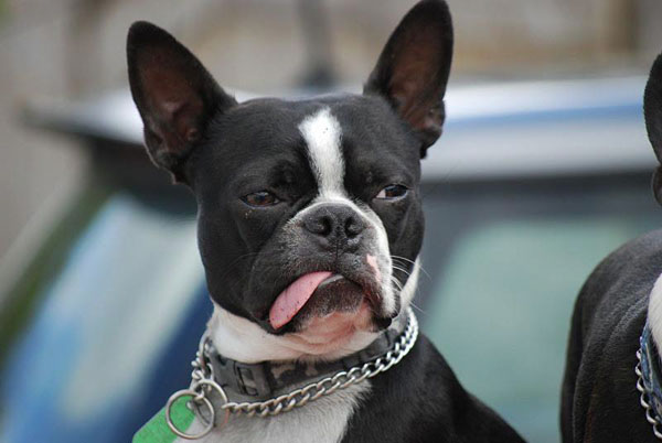 The Boston Terrier Dog With Tongue Out