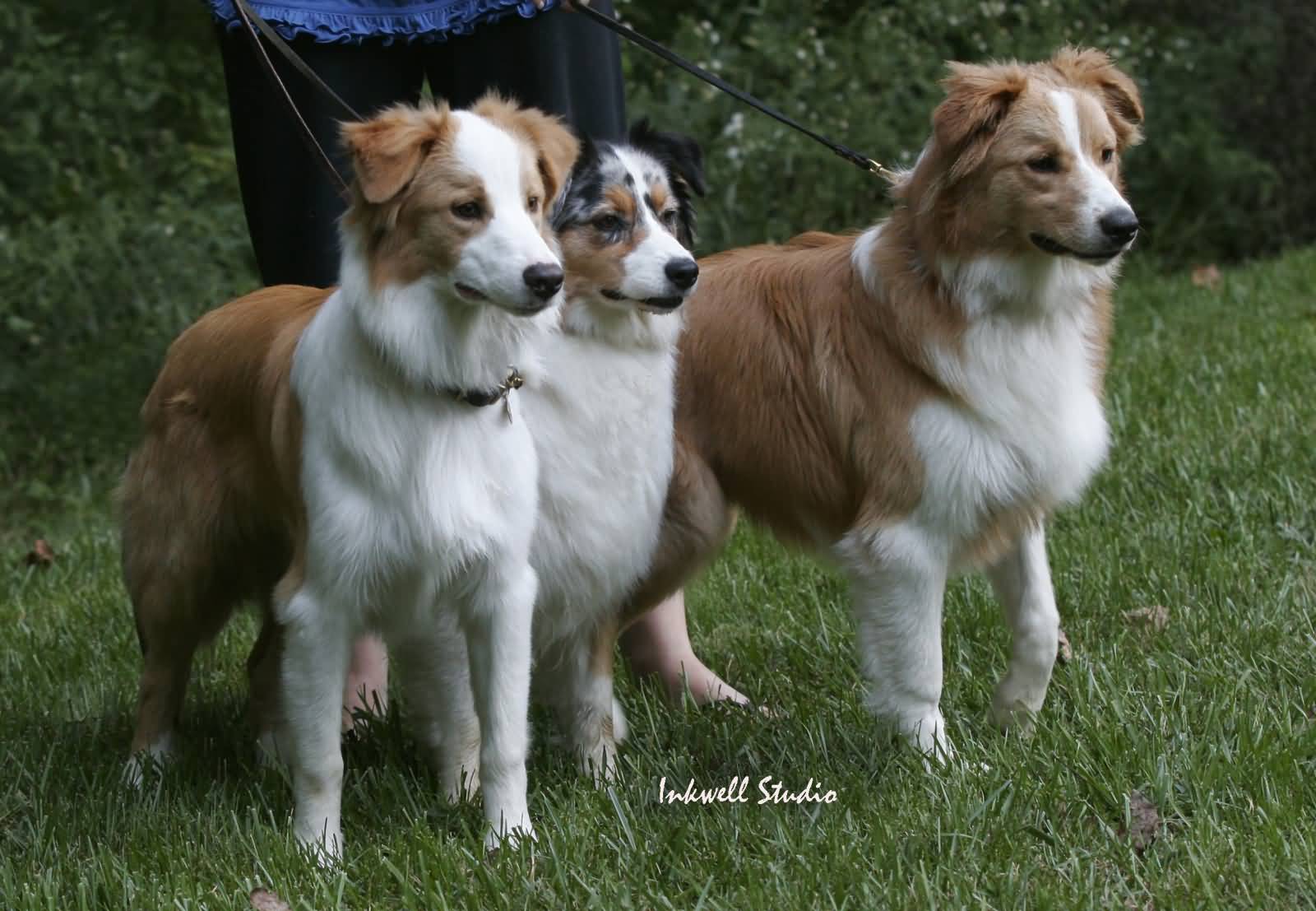 Three Australian Shepherd Dogs