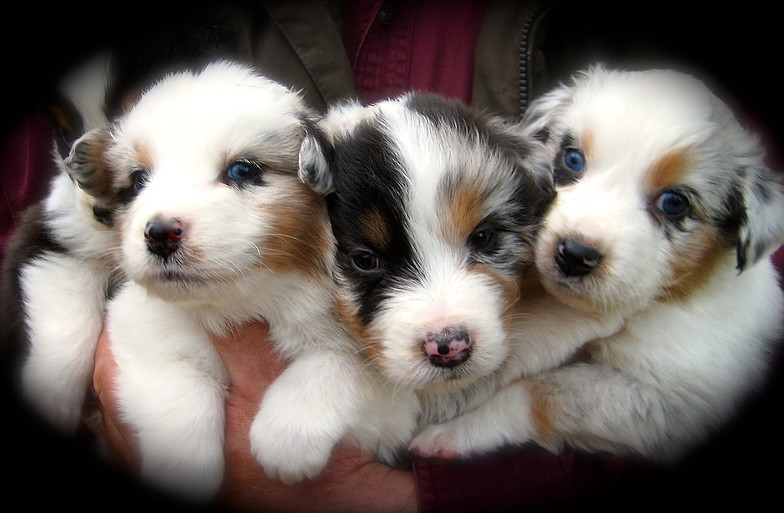 Three Australian Shepherd Puppies In Hands