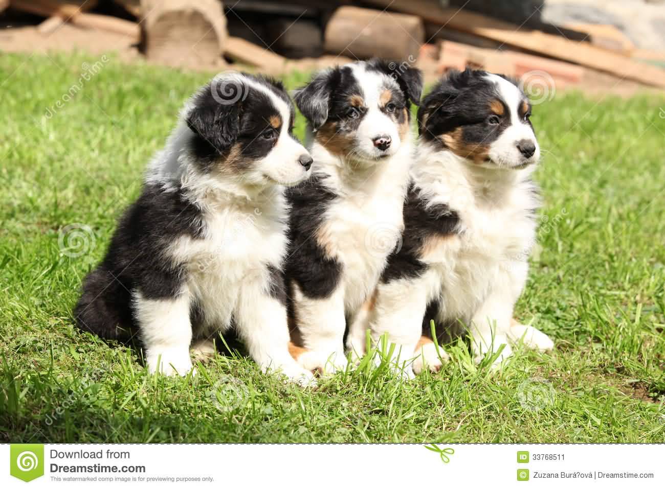 Three Australian Shepherd Puppies Sitting Together