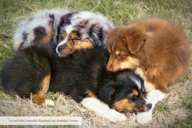 Three Australian Shepherd Puppies Sleeping