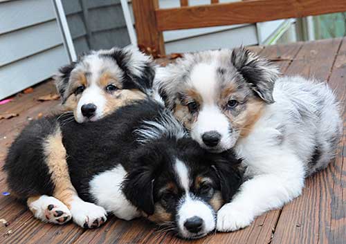 Three Australian Shepherd Puppies