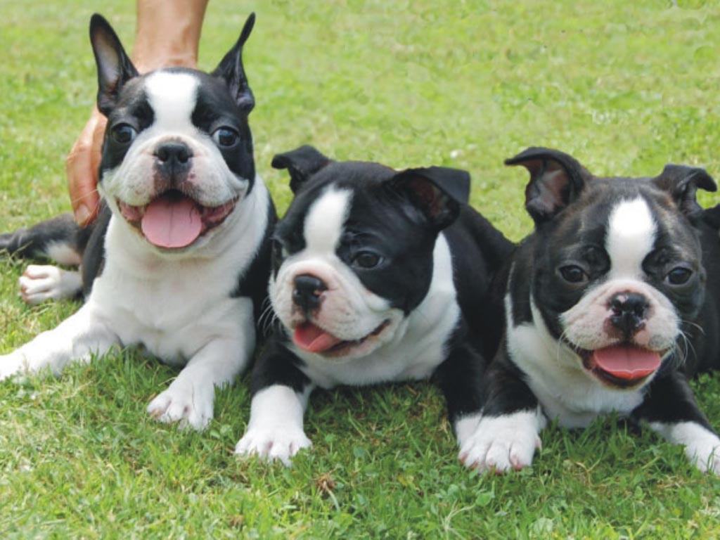 Three Boston Terrier Puppies