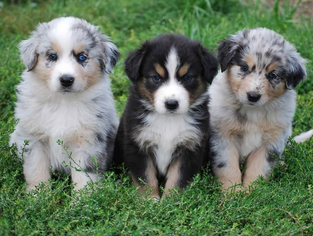 Three Cute Australian Shepherd Puppies Sitting On Grass