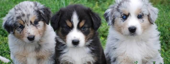 Three Cute Australian Shepherd Puppies