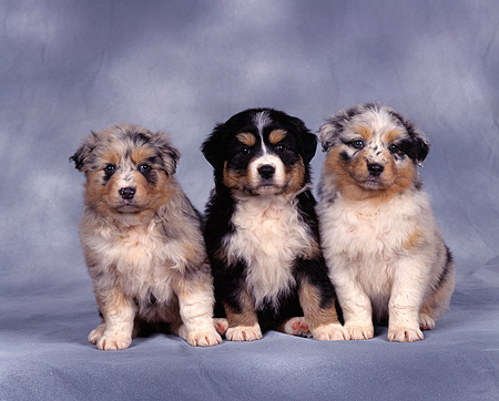 Three Fluffy Australian Shepherd Puppies
