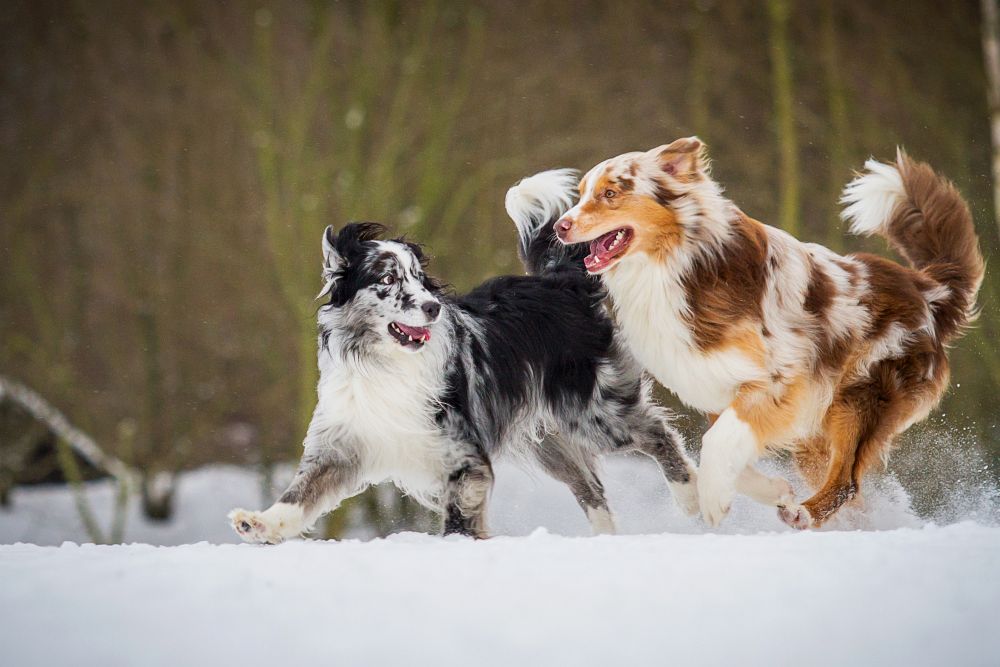 Two Australian Shepherd Dogs Running On Snow