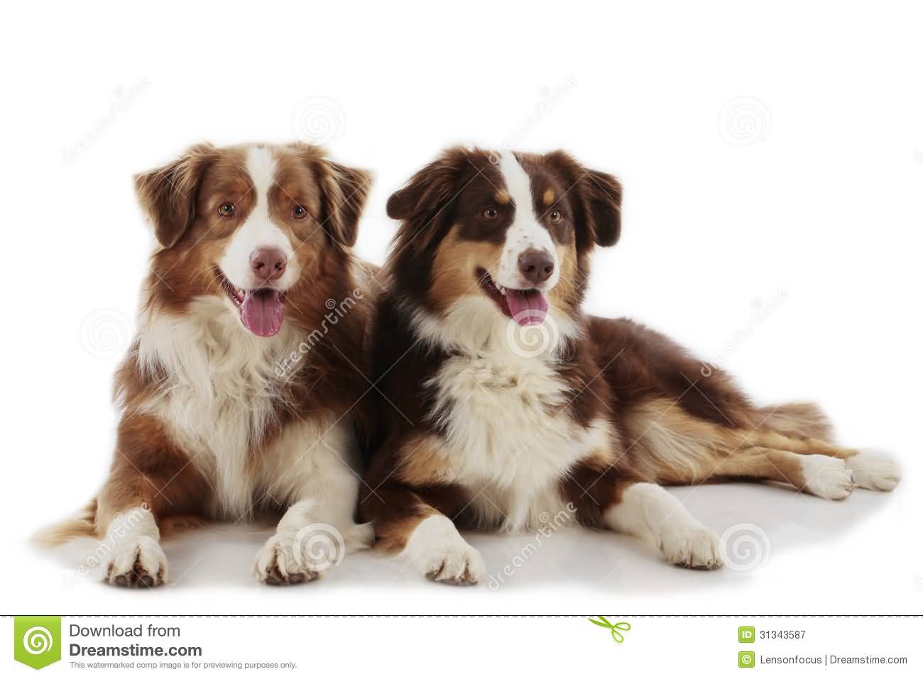 Two Australian Shepherd Dogs Sitting Image