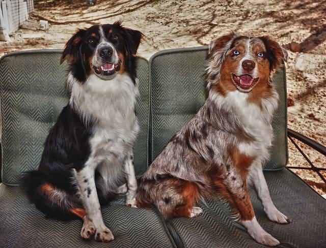 Two Australian Shepherd Dogs Sitting On Sofa