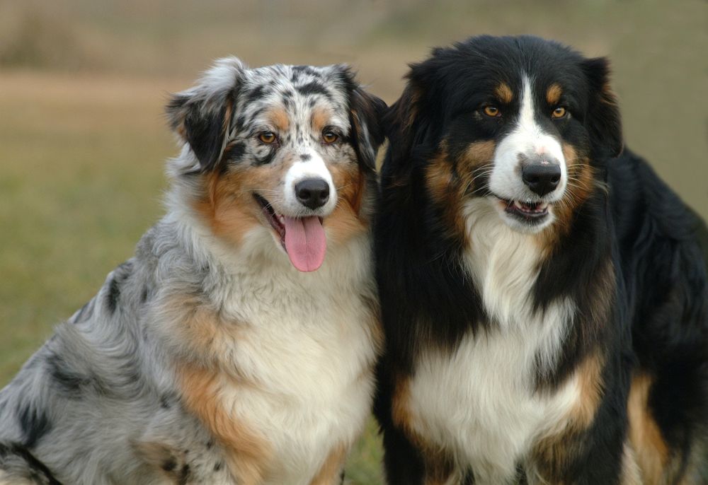 Two Australian Shepherd Dogs