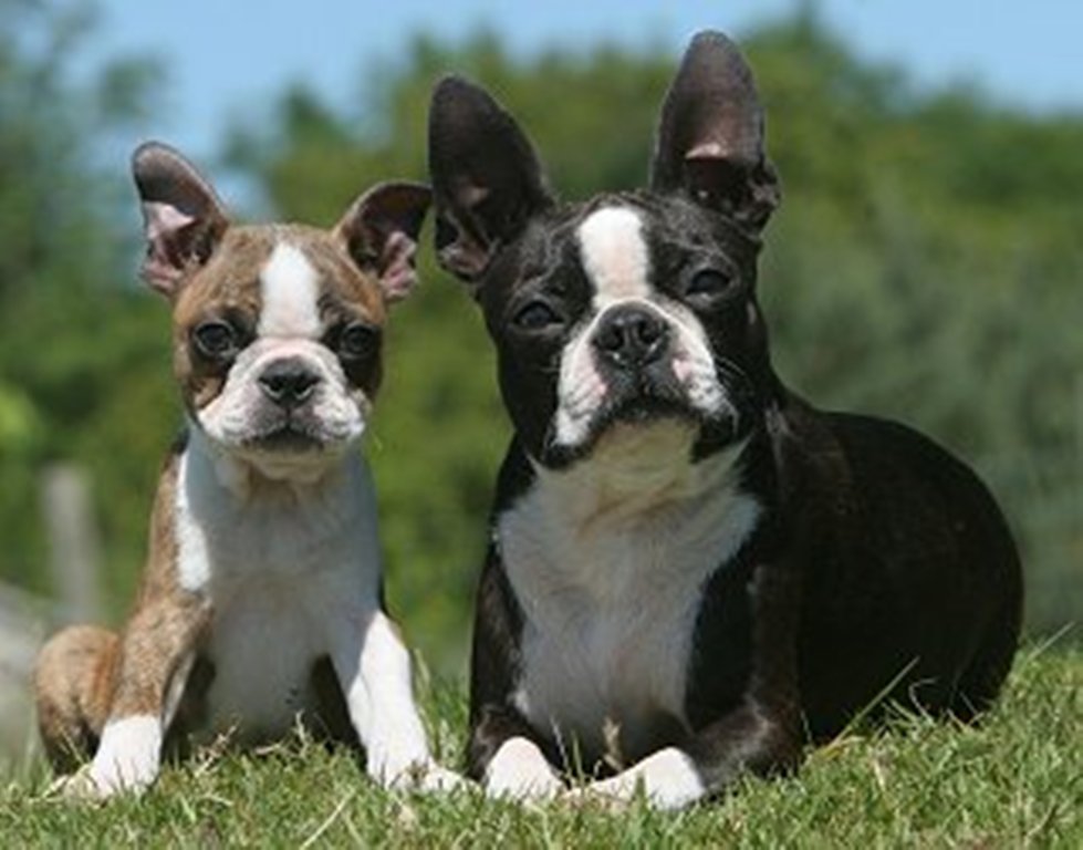 Two Boston Terrier Dogs