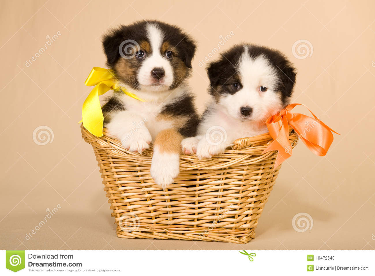 Two Cute Australian Shepherd Puppies In Basket