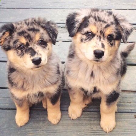 Two Cute Australian Shepherd Puppies