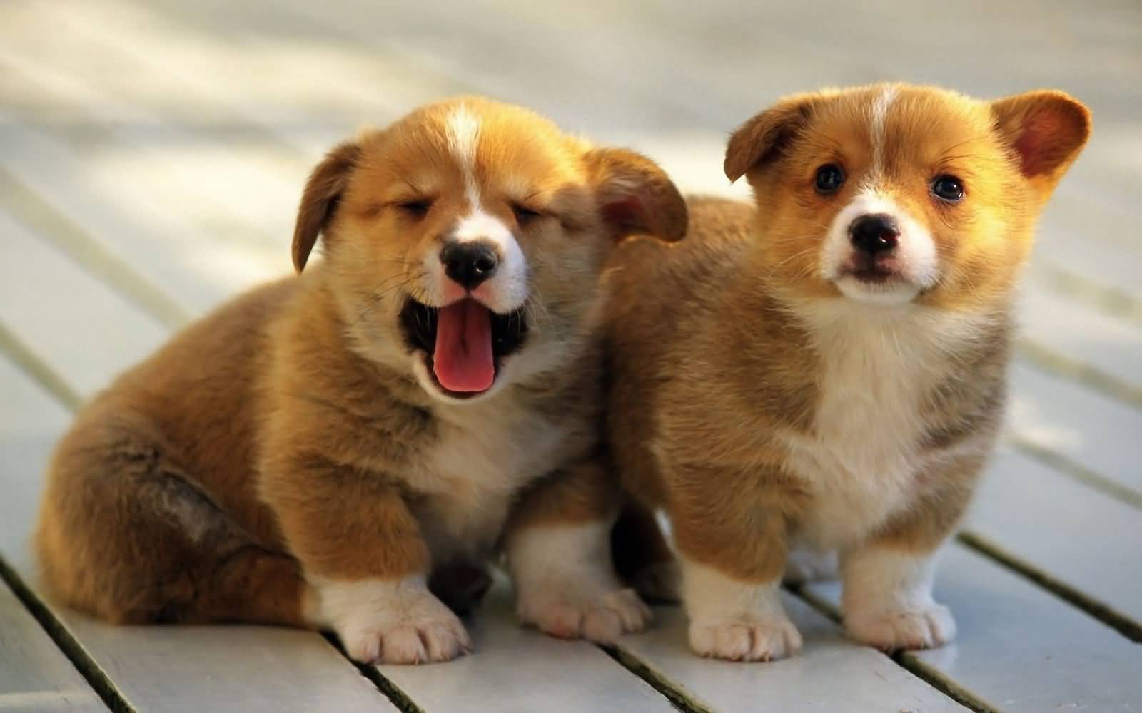 Two Cute Pembroke Welsh Corgi Puppies