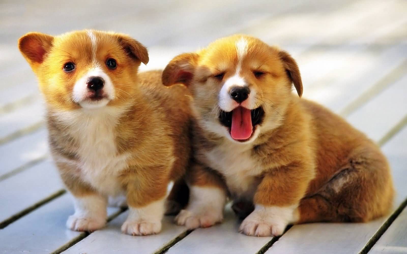 Two Lovely Pembroke Welsh Corgi Puppies