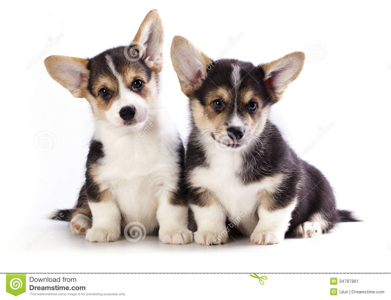Two Very Cute  Pembroke Welsh Corgi Puppies