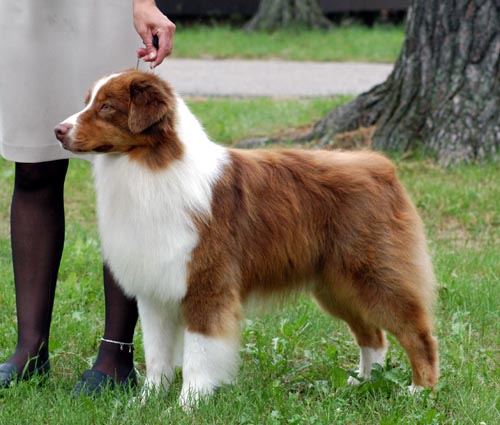 White And Brown Australian Shepherd Dog Outside Picture
