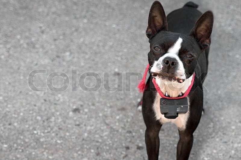 Young Boston Terrier Dog Looking Up