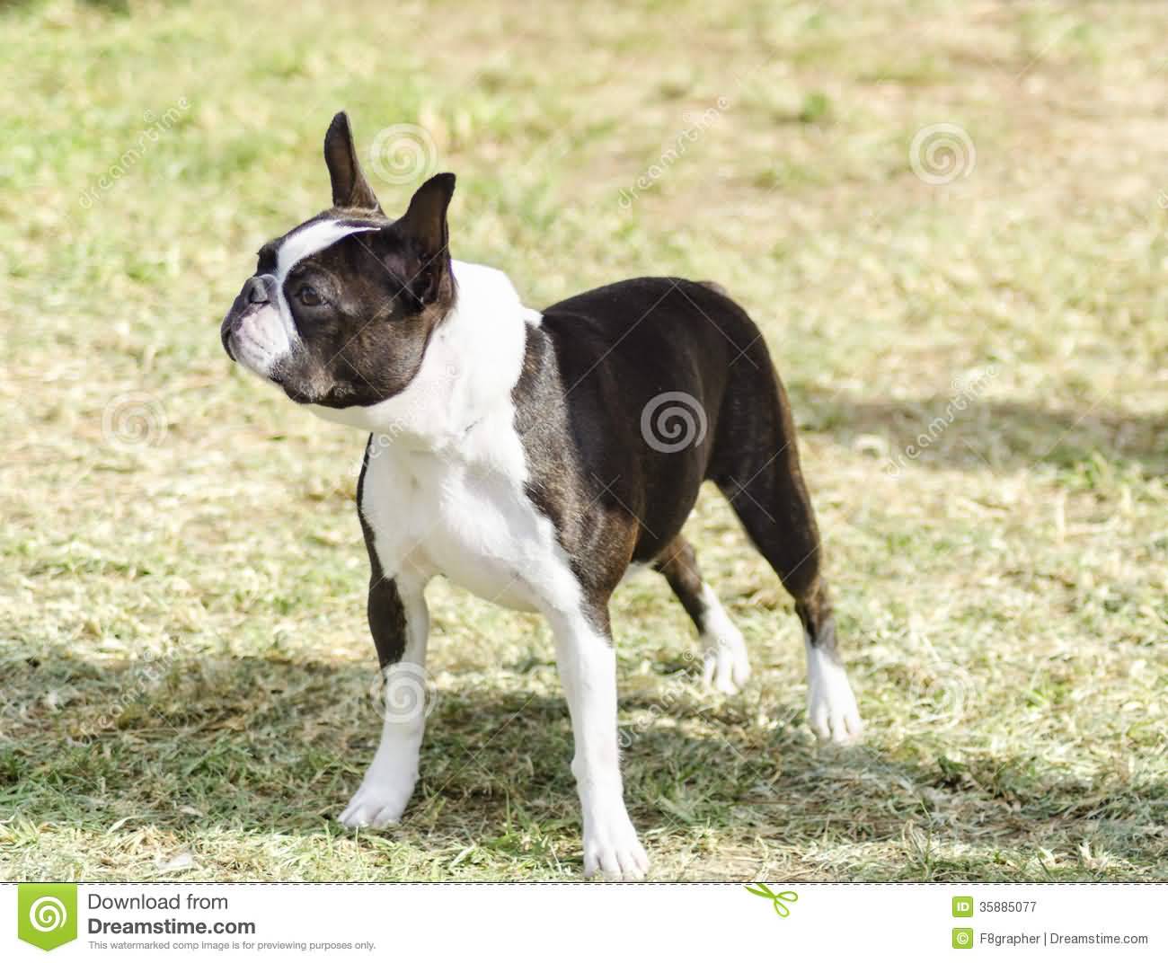Young Boston Terrier Dog Standing In Lawn