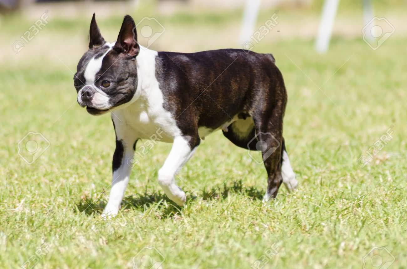 Young Female Boston Terrier Dog