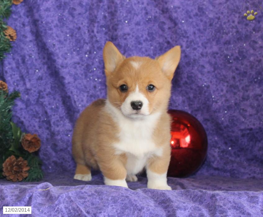 50 Very Cute Pembroke Welsh Corgi Puppies Pictures And Photos