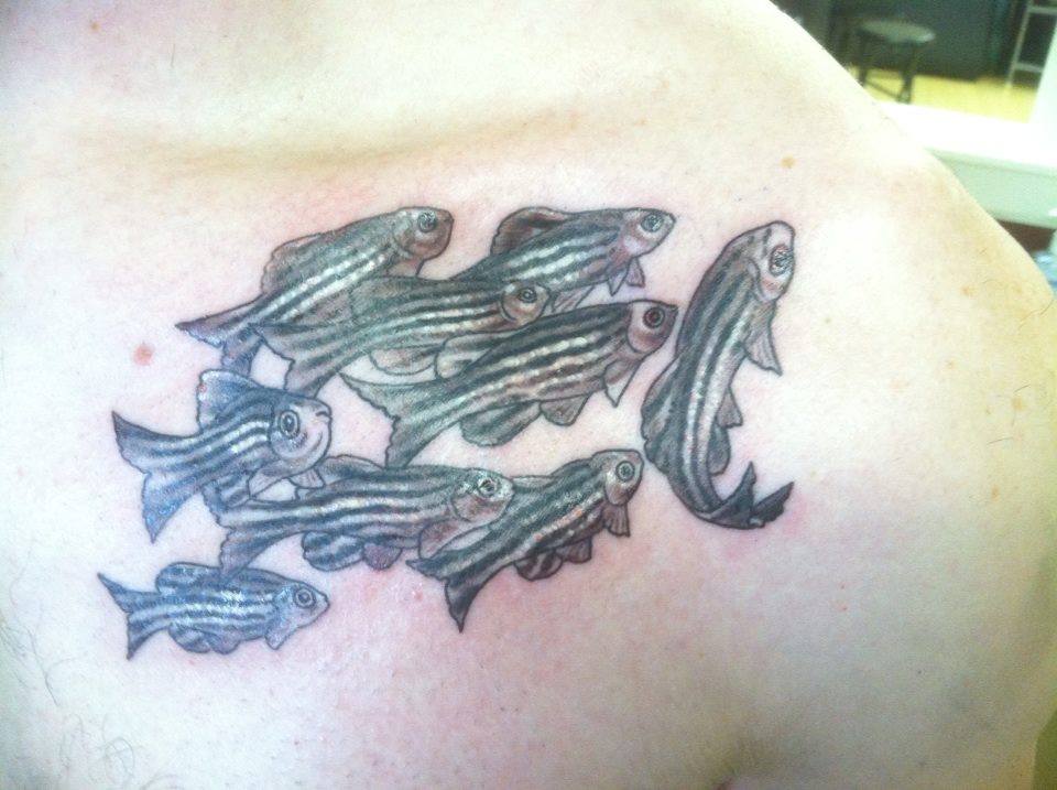 Ichthyology Science Tattoo On Collarbone