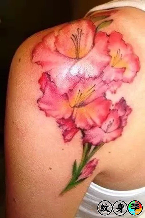 Nice Gladiolus Tattoo On Left Back Shoulder For Girls