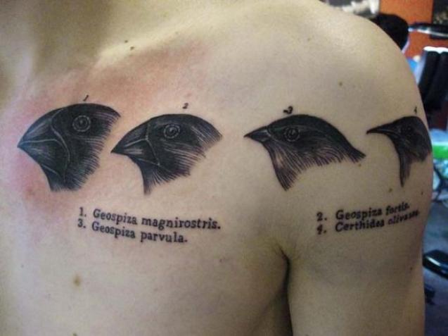 Ornithology Science Tattoo On Chest And Shoulder For Men
