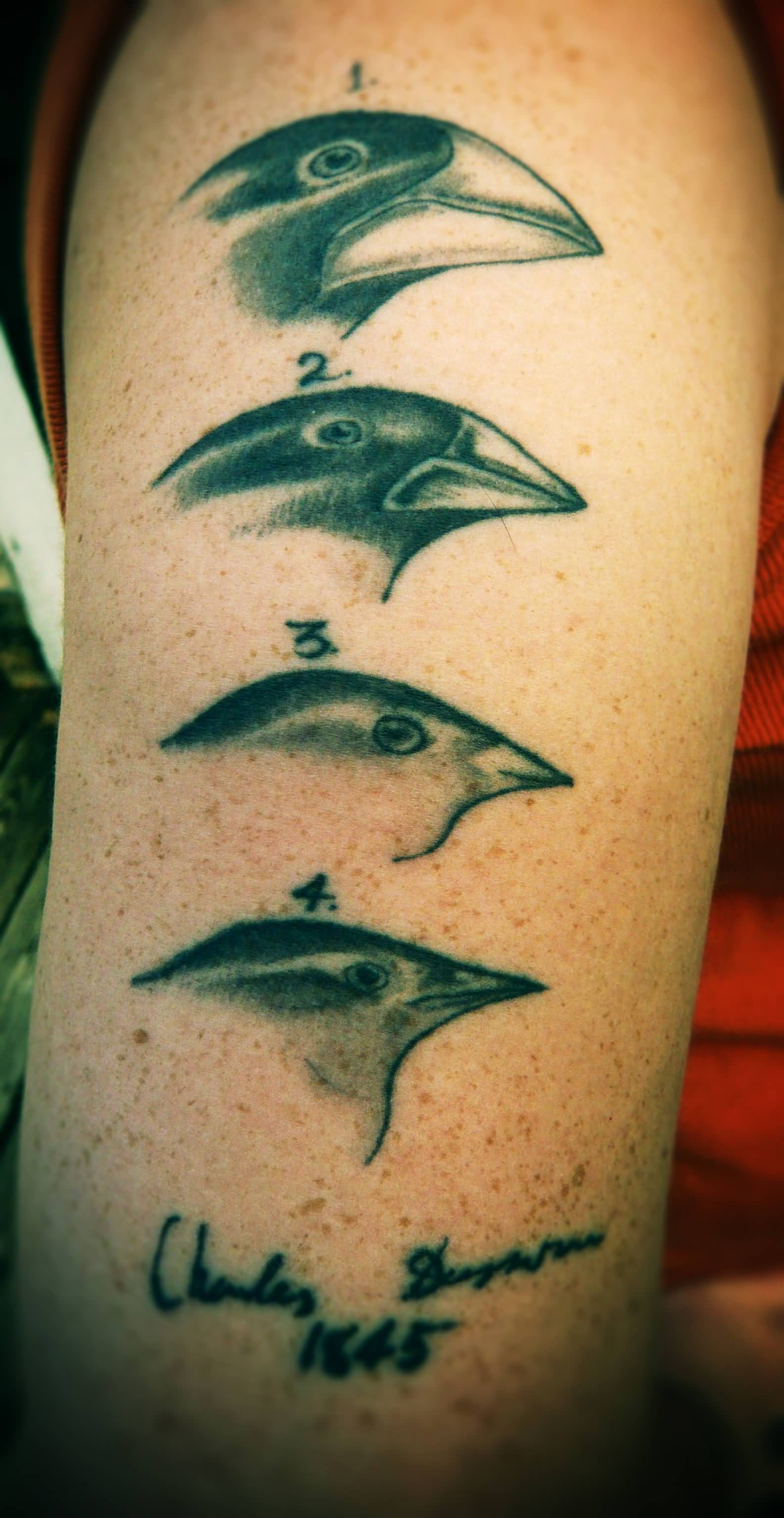 Ornithology Science Tattoo On Right Half Sleeve