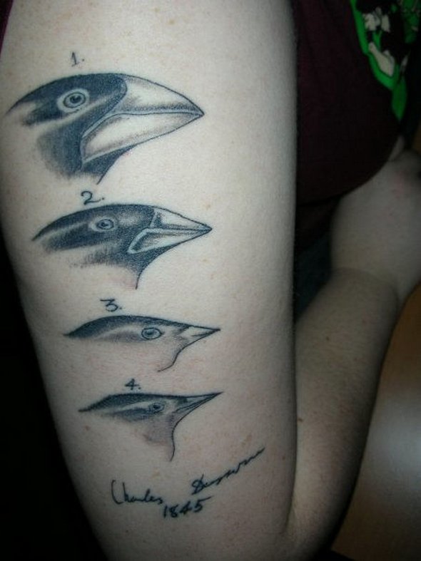 Ornithology Science Tattoo On Right Half Sleeve