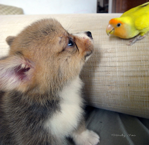 Pembroke Welsh Corgi Puppy Playing With Parrot