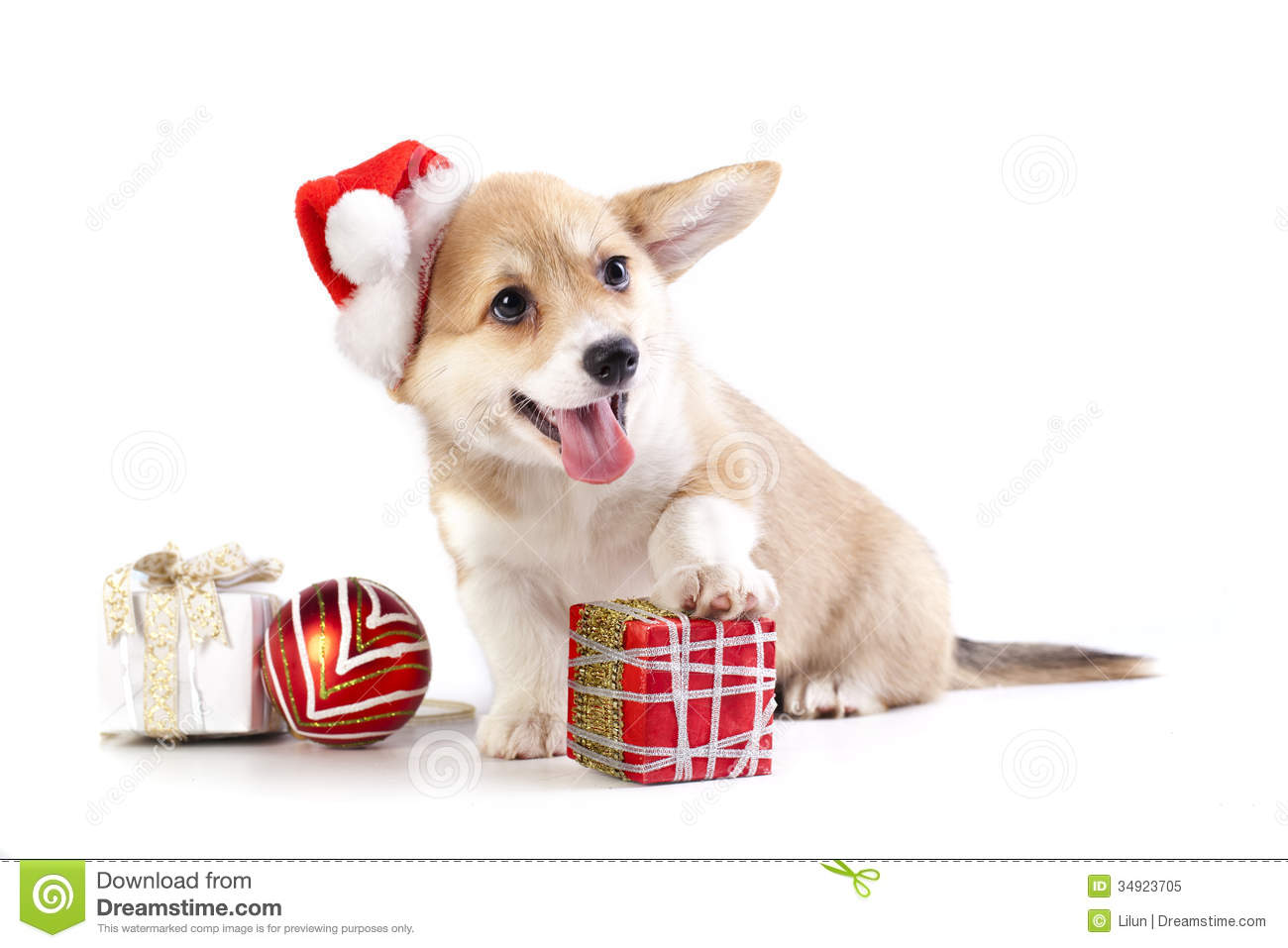 Pembroke Welsh Corgi Puppy With Christmas Gifts