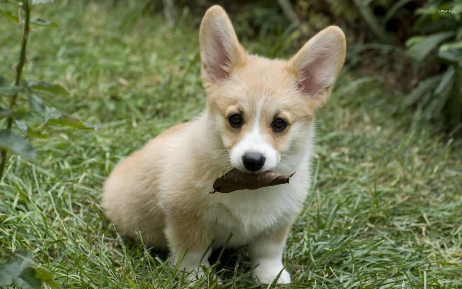 Pembroke Welsh Corgi Puppy With Leaf In Mouth