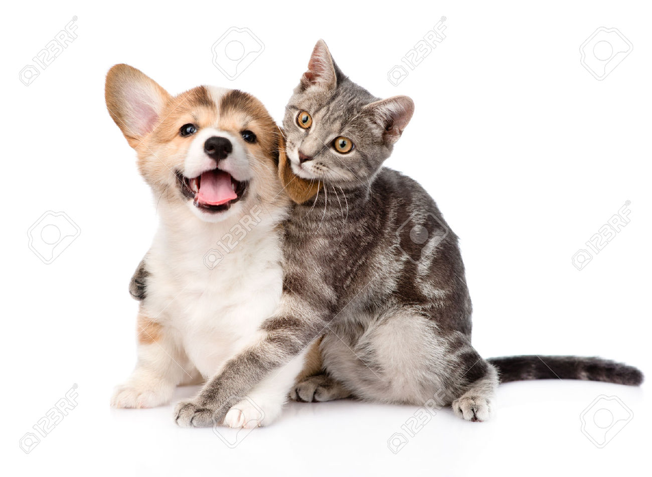 Pembroke Welsh Corgi Puppy With Tabby Cat