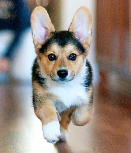 Pembroke Welsh Corgi With Big Ears Running Picture