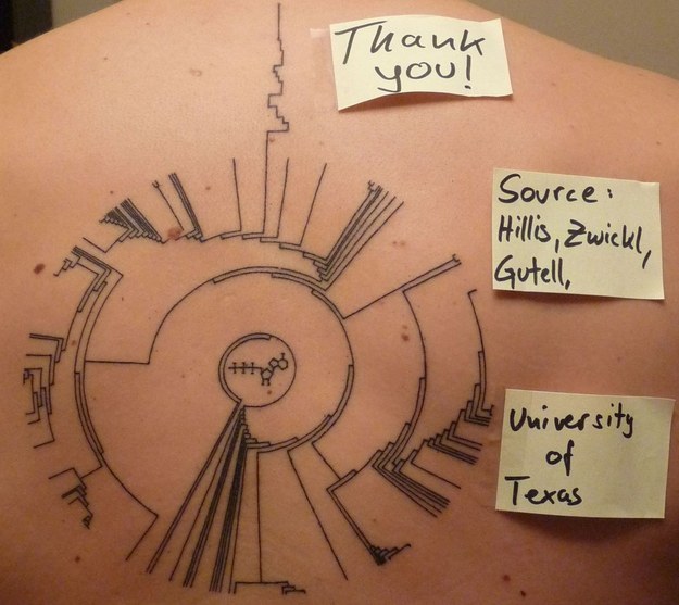 Phylogenetic Tree Of Life Science Tattoo On Upper Back By Hills